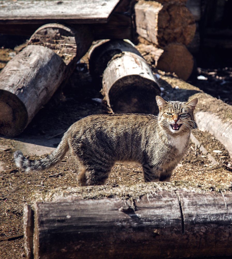 Хозяин улиц