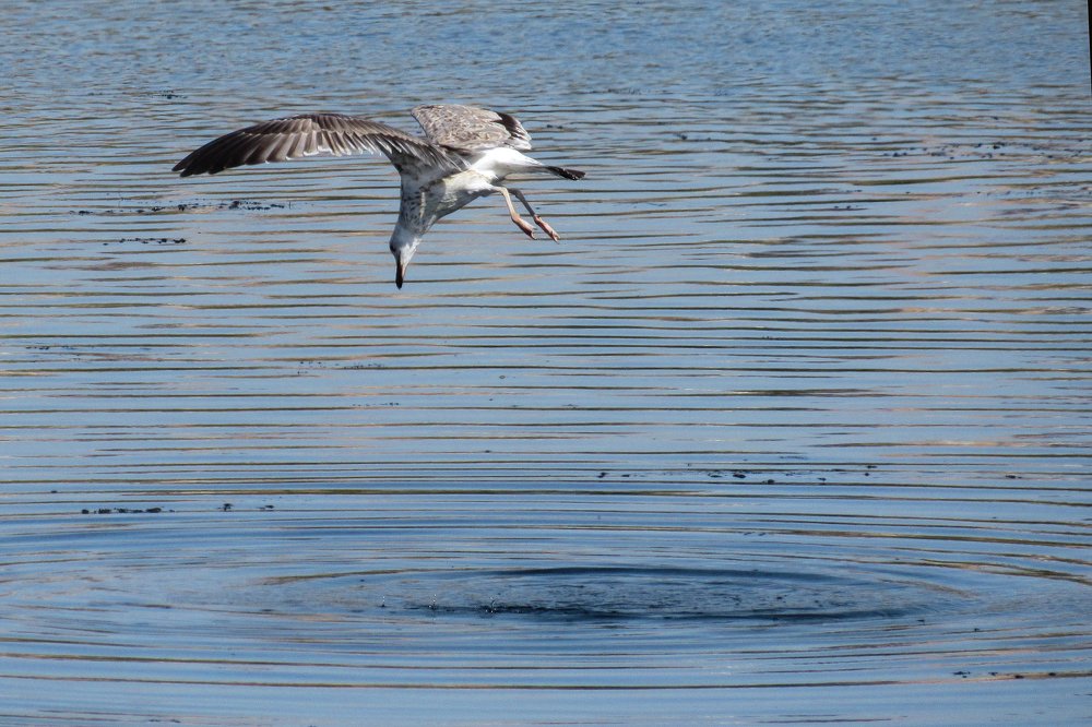 Фотография автора taher sabahi