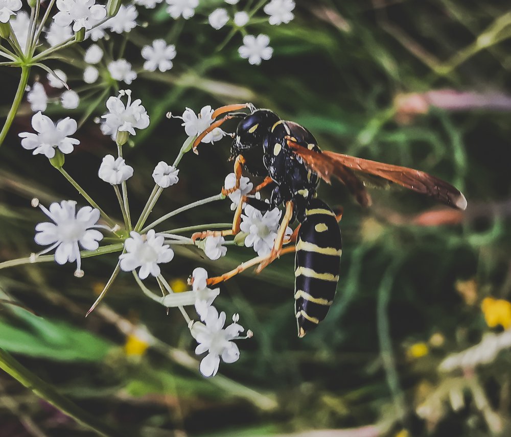 Удивительный мир насекомых