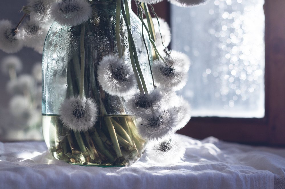 Одуванчики