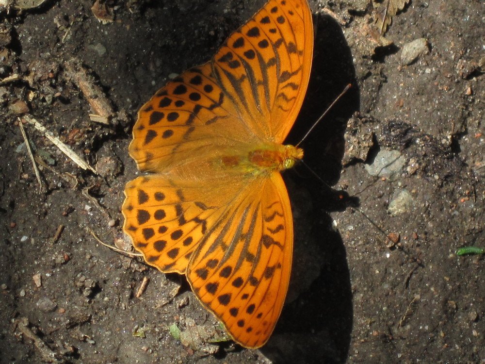 Photo #3401509