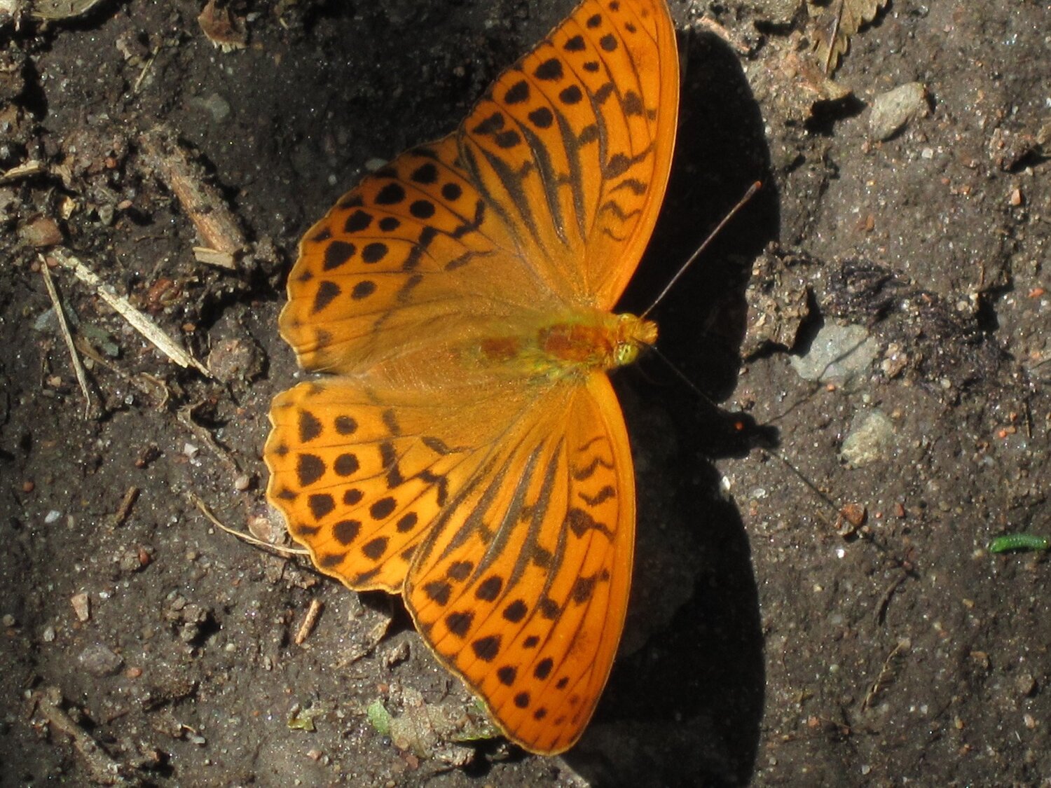 Photo #3401509