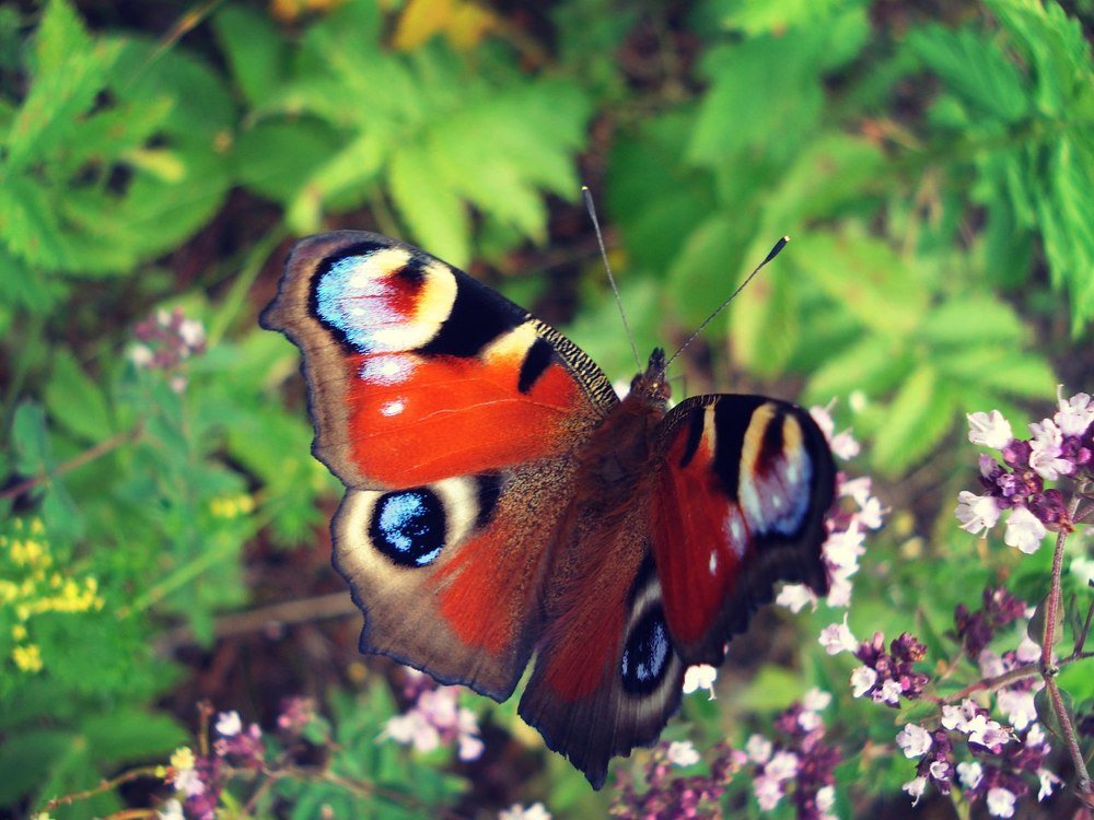 павлиний глаз