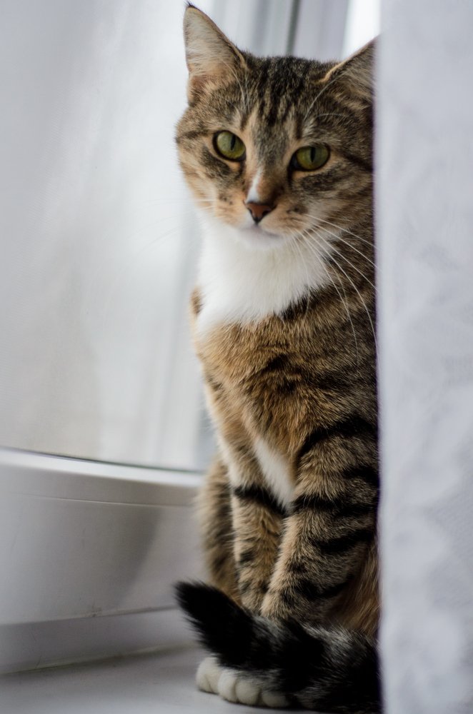 Держу ухо в остро