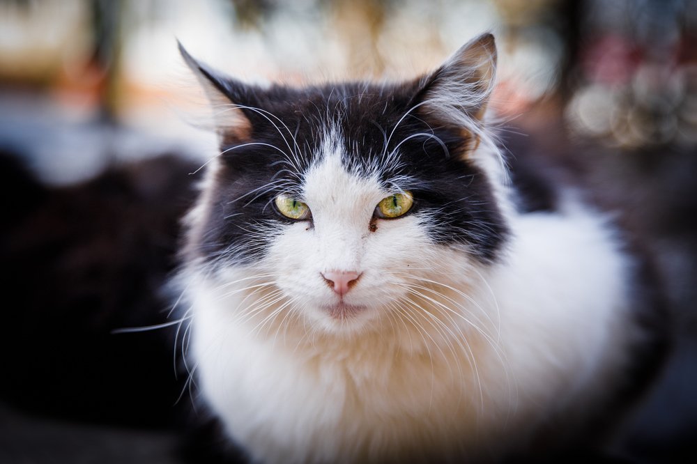 Бездомный кот