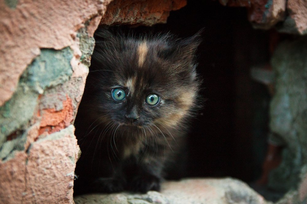 Уличный котенок