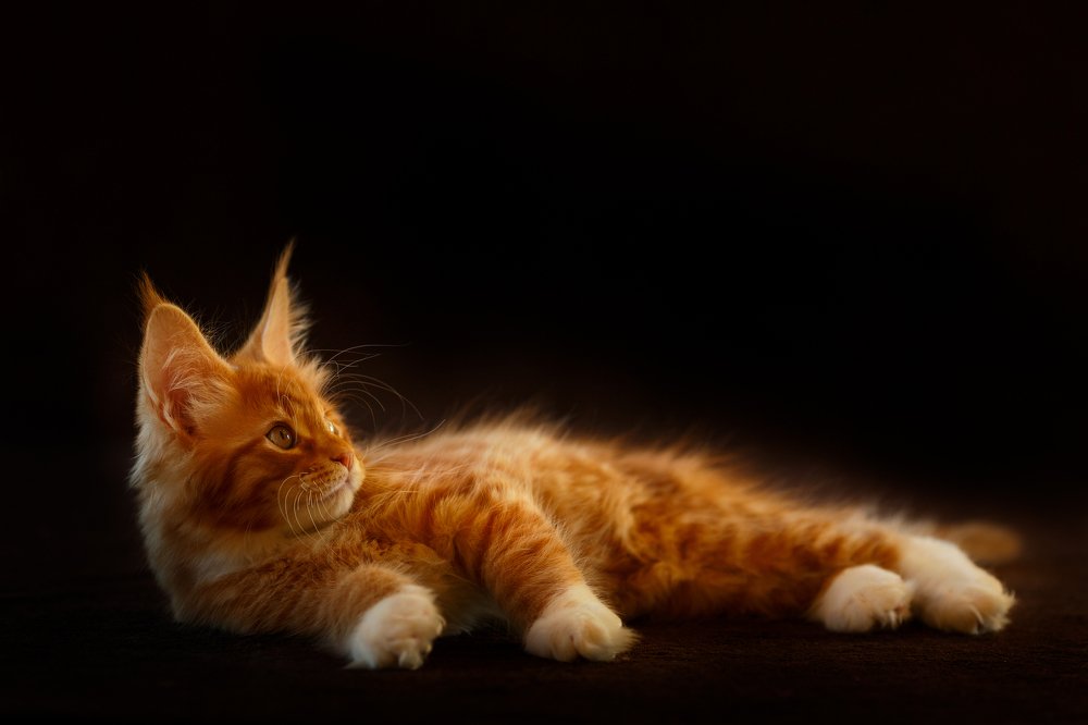 Photograph by Renate Tompsone