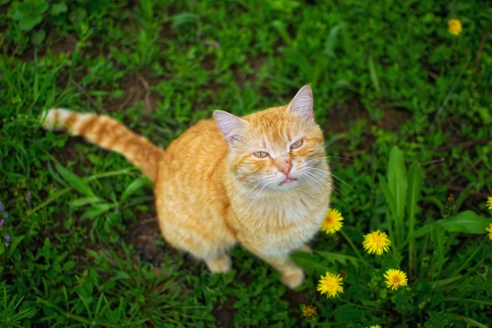 Photograph by Елена Ковалева