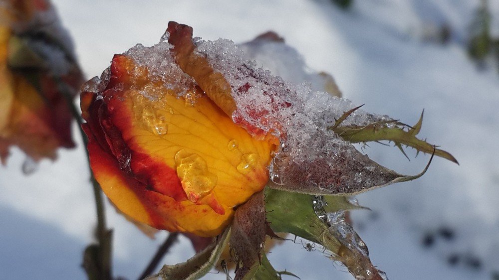 Нежный запах зимней розы