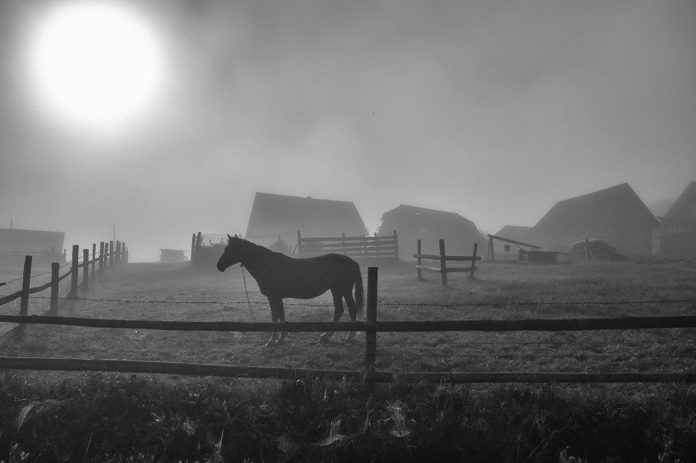 Photograph by Елена Боржковская