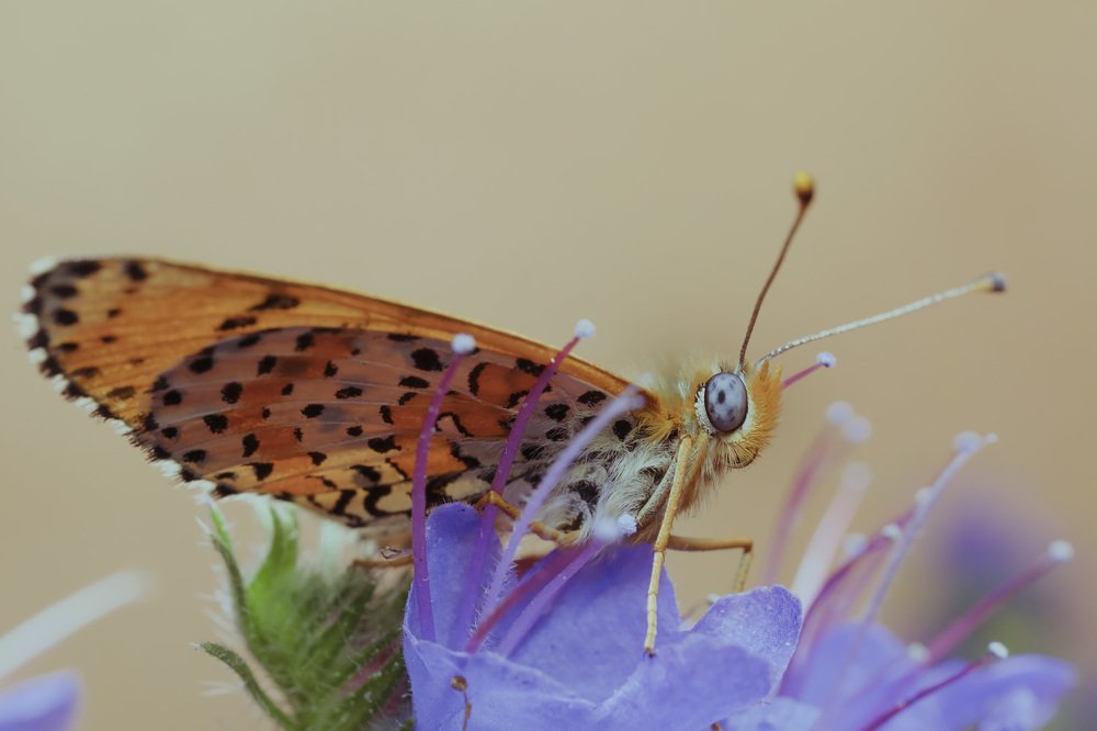 Косит лиловым глазом...