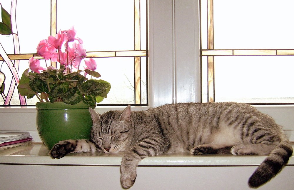 Lazy sunday afternoon...