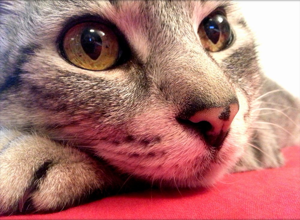 My hairy buddy - KIKI