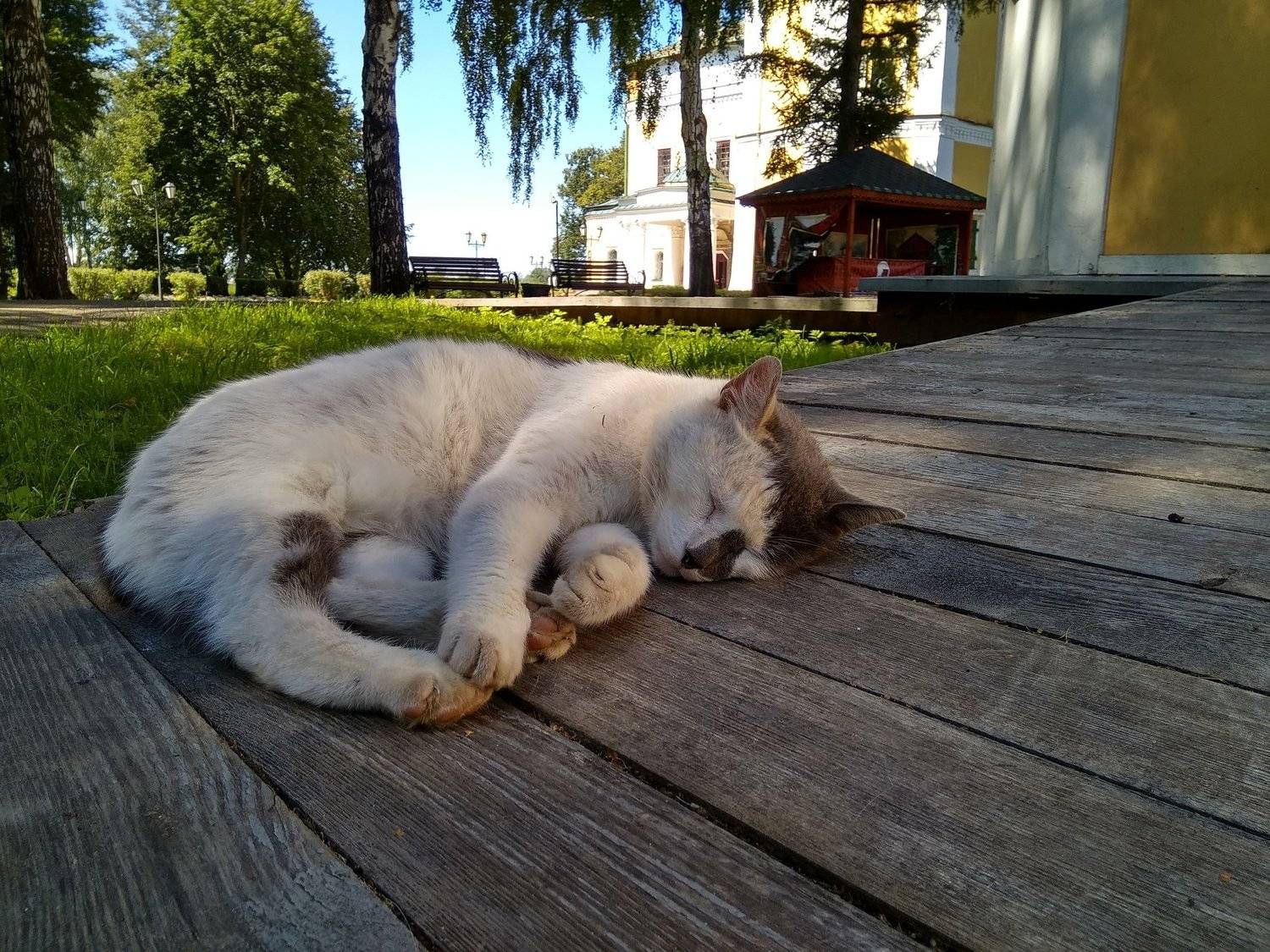 Сны летнего дня