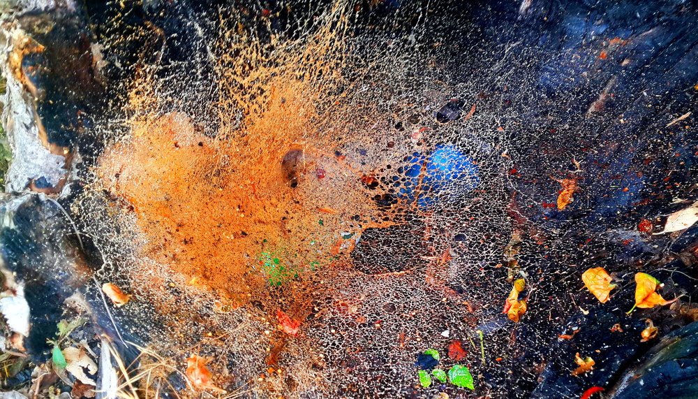 Паутина в дупле