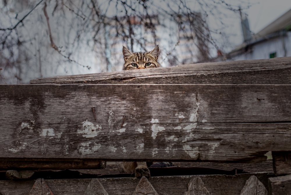 Я за тобой слежу