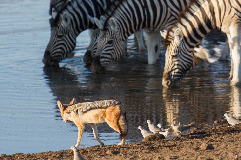 Шакал в поисках добычи