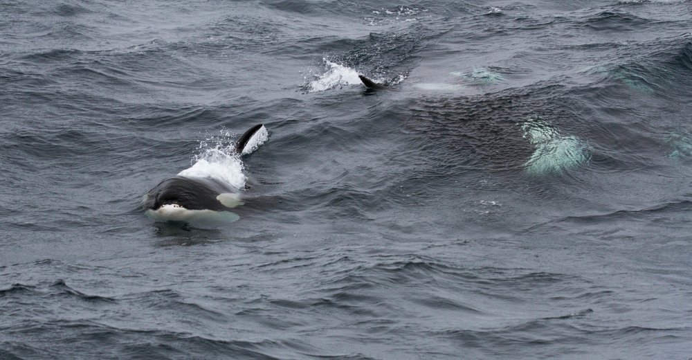 Косатки на охоте