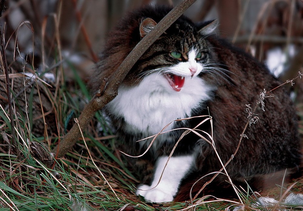 Фотография автора Анатолий Мироненко