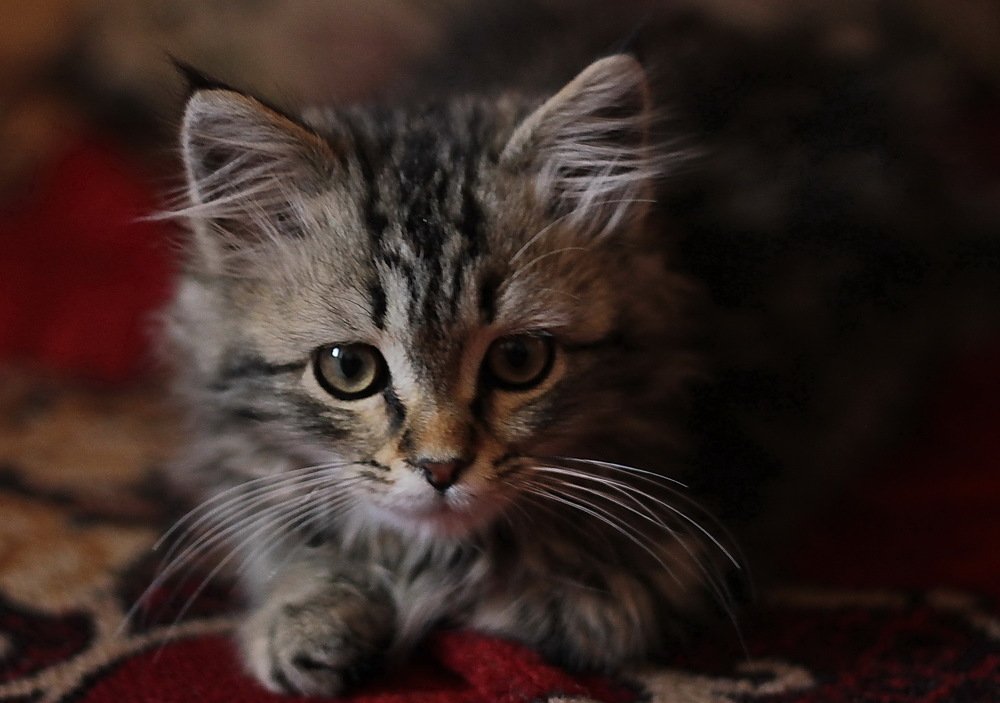 Фотография автора Анатолий Мироненко