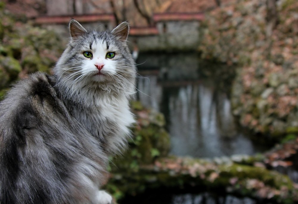 Фотография автора Анатолий Мироненко