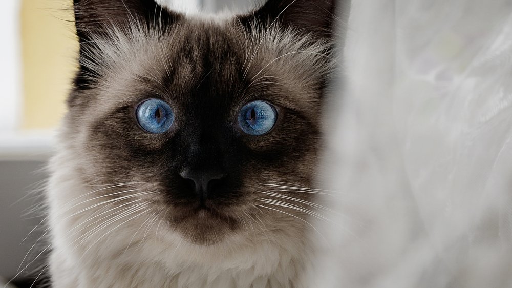 Космический кошачий взгляд