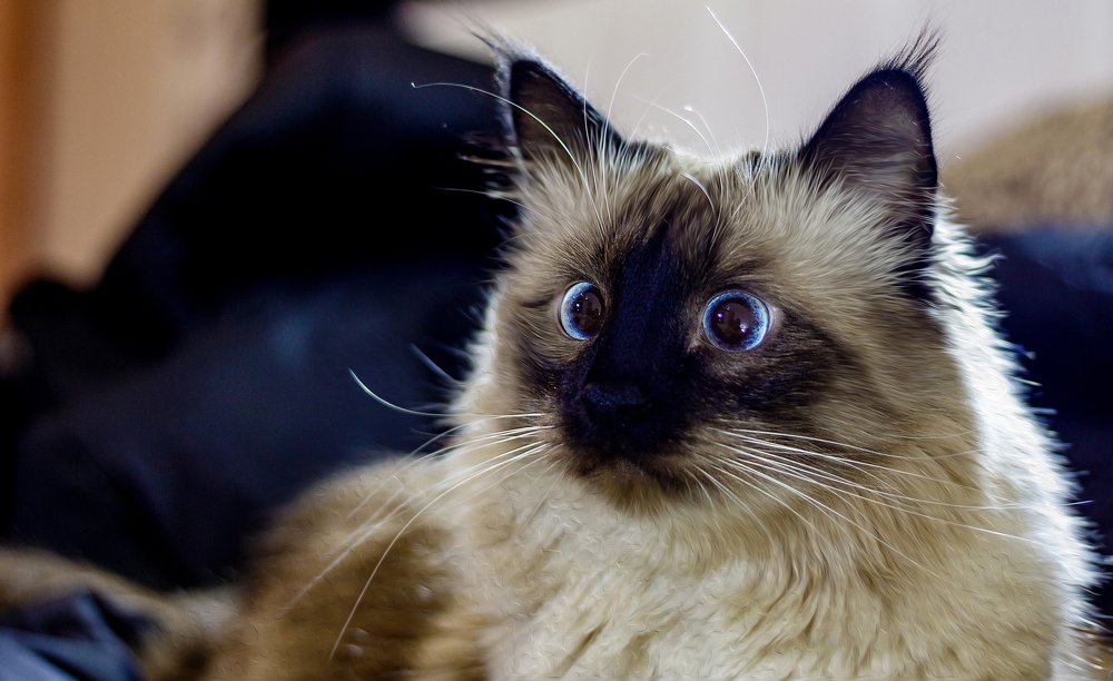 Кошачий портрет