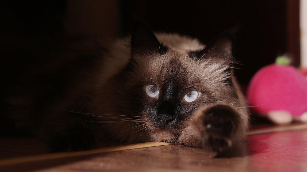 Кошачья апатия