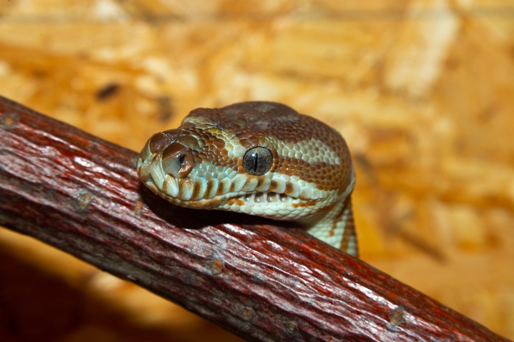 Photograph by Олег Комов