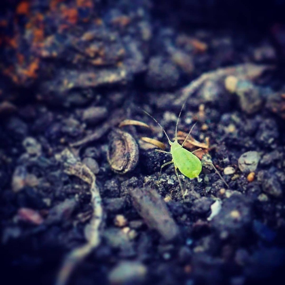 Гороховая тля