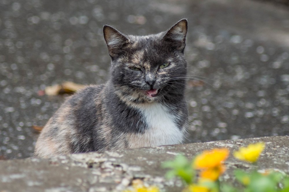 Photograph by Виктор Печищев