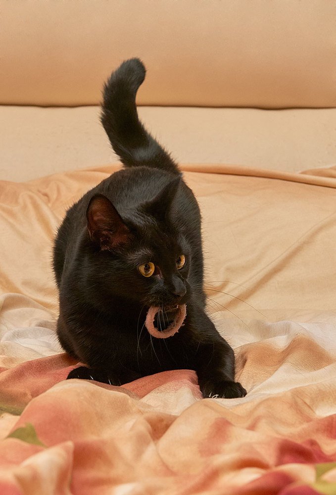 охотница с трофеем