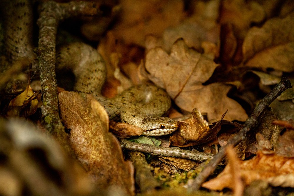 Smooth Snake, Coronella_austriaca