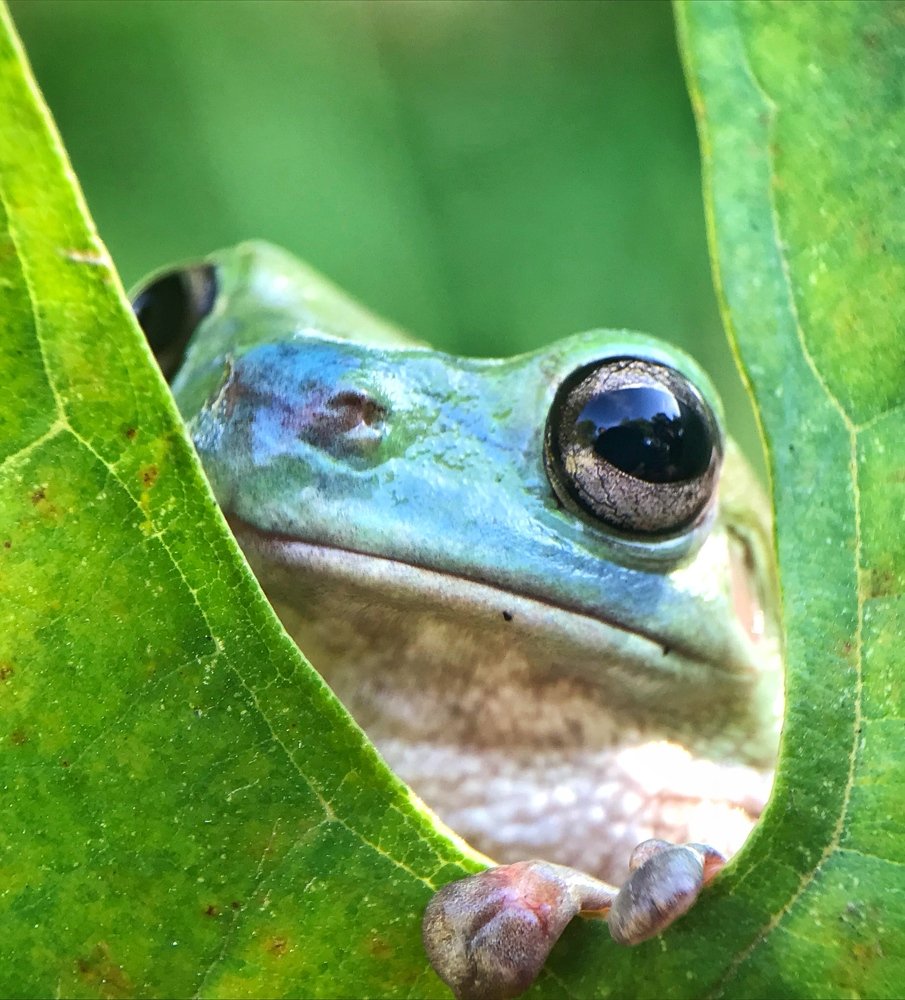 Green frog