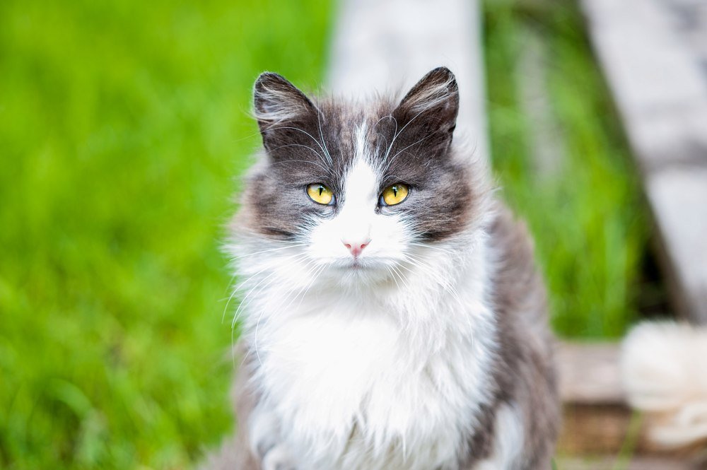 Весенний кот