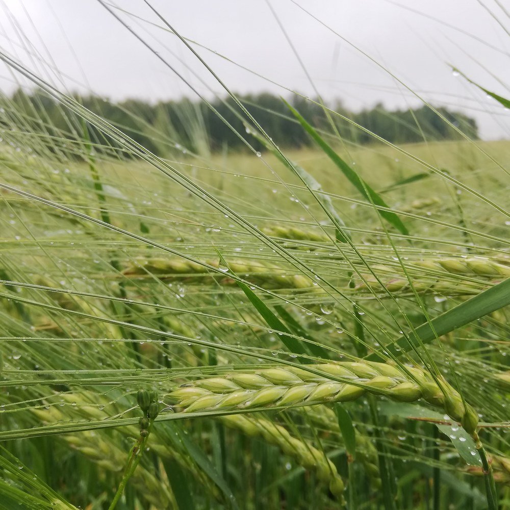 После дождя