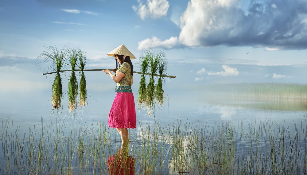 Сборщица риса