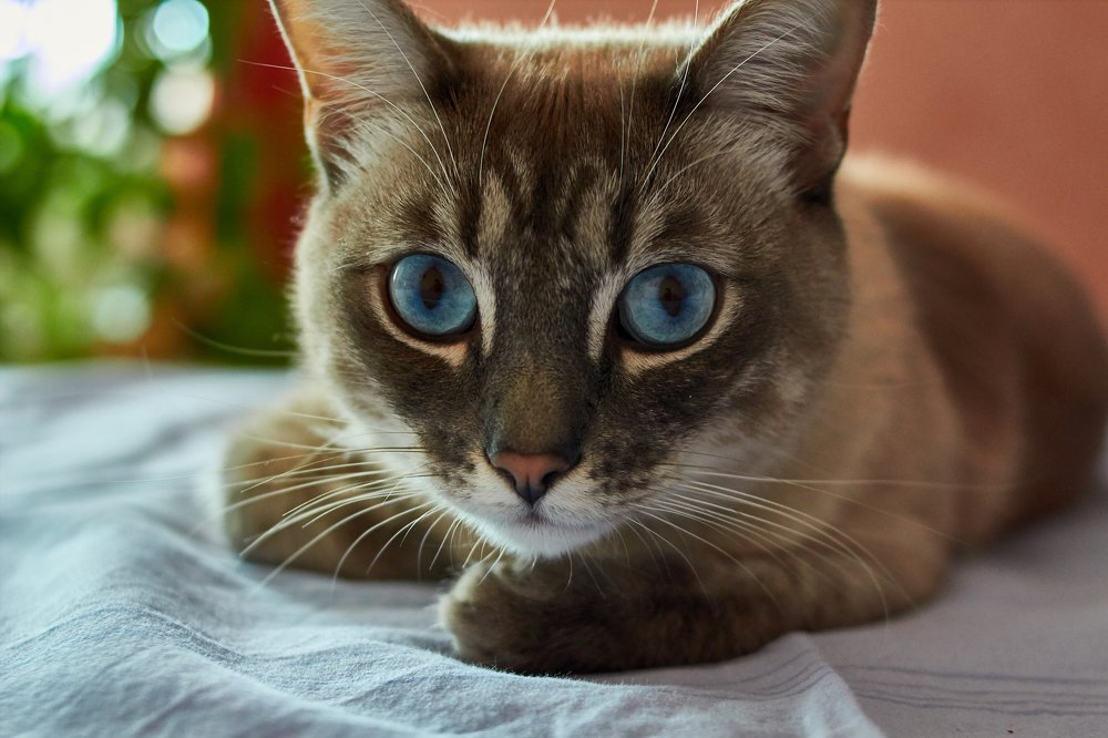 В омут этих глаз