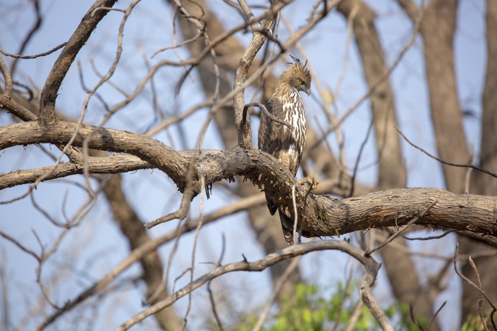Brown, Bold and Bad.