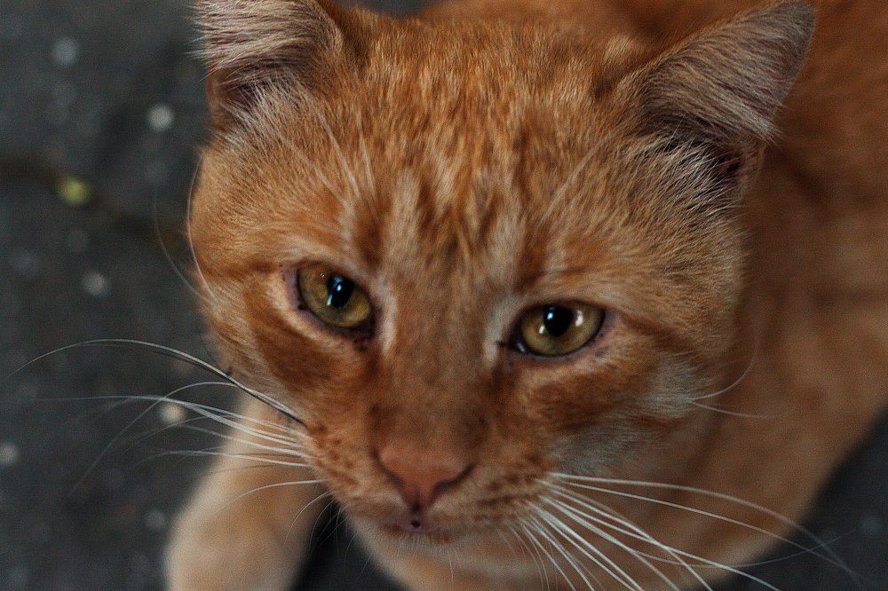 Photograph by Виктория Меллез