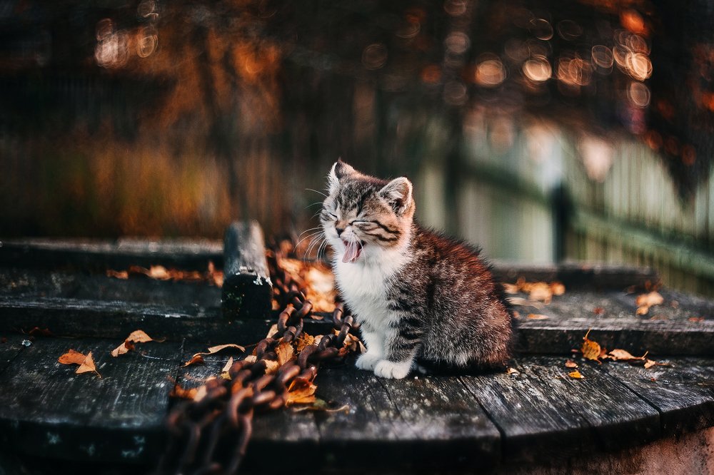 Фотография автора Татьяна Афиногенова