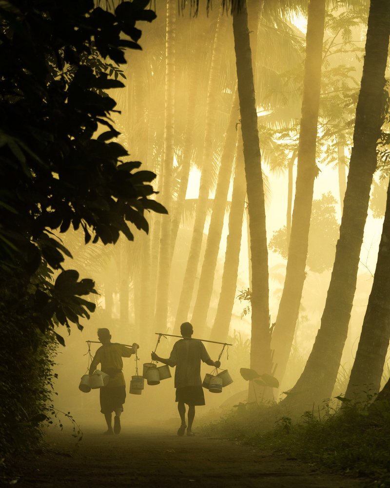 Collecting Palm Sugar