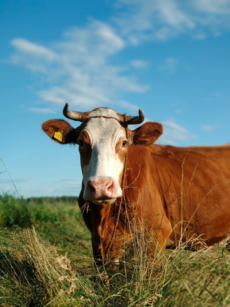 Корова на лугу