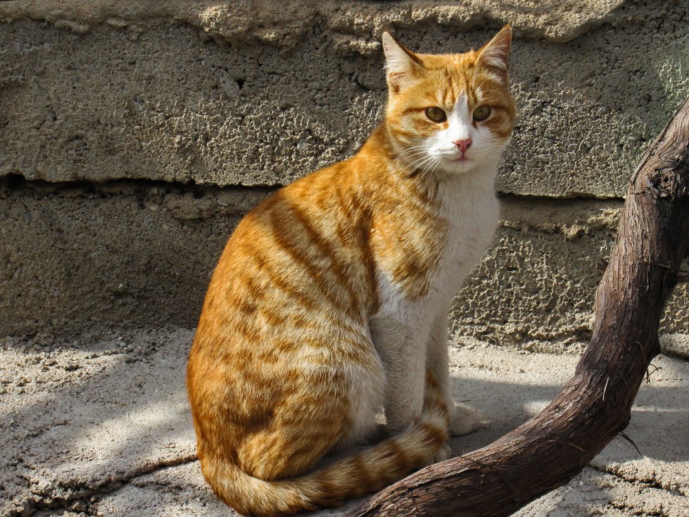 Фотография автора taher sabahi