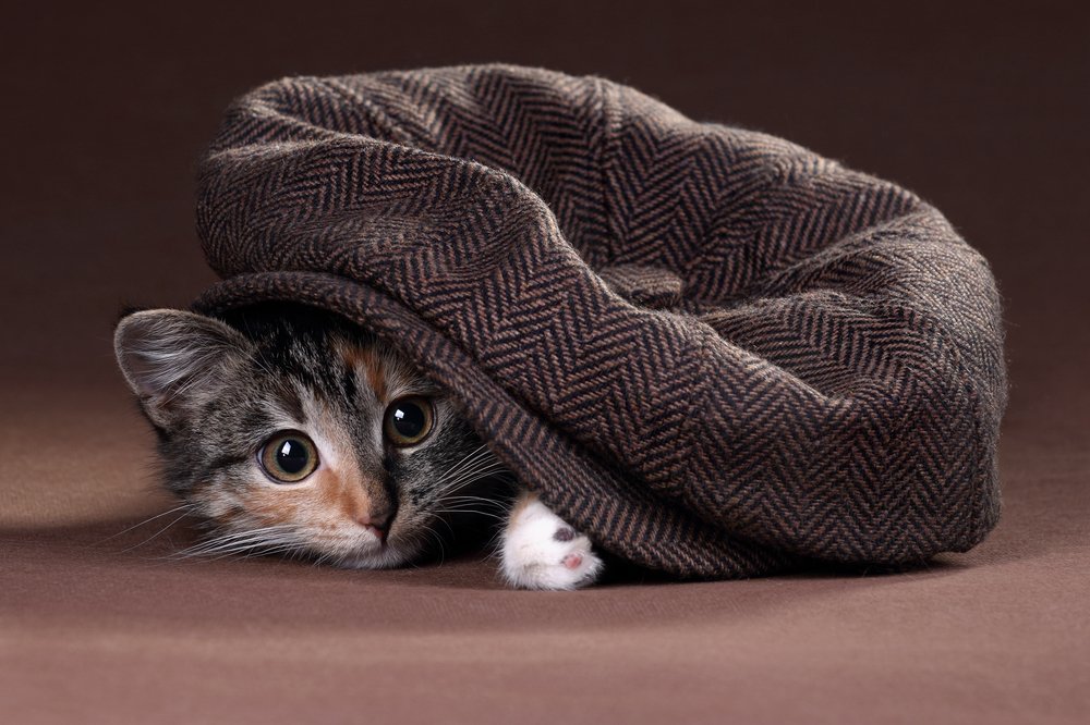 Живая шляпа