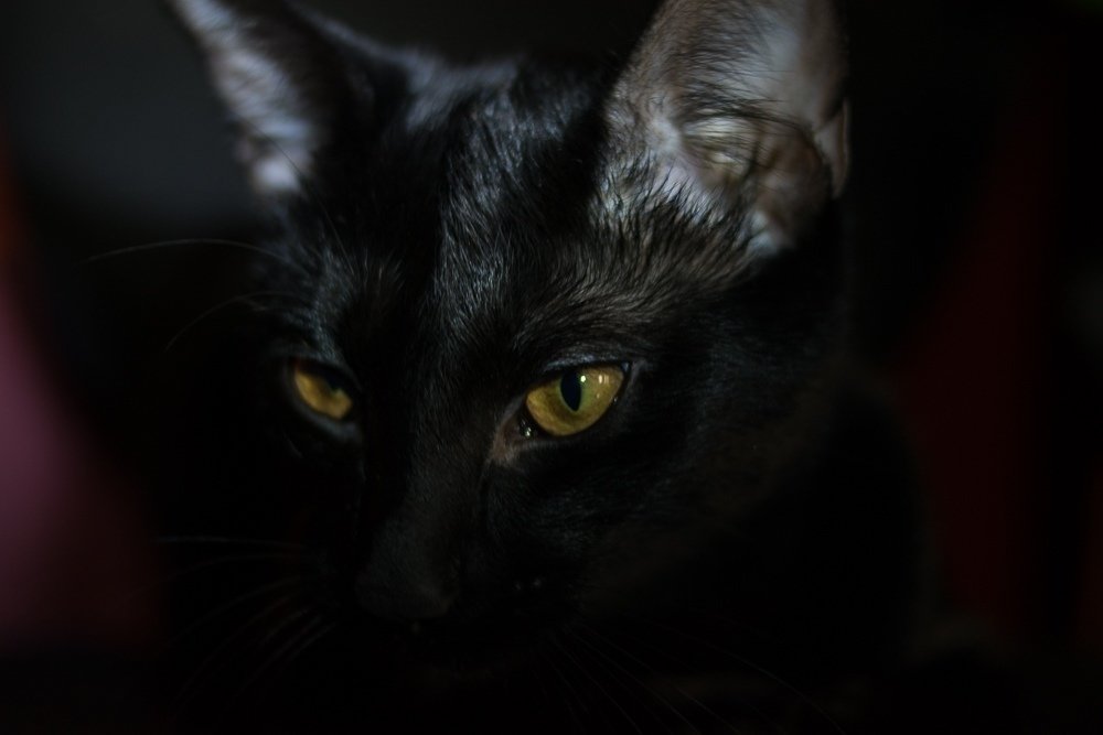 Ведьмин кот