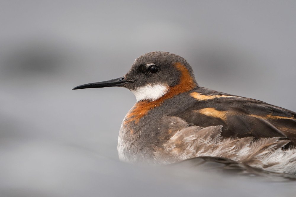 Плавунчик уходит в волну