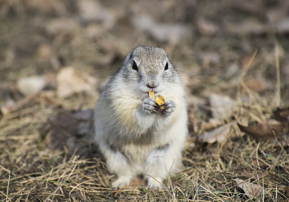 Высоко сижу, далеко гляжу.