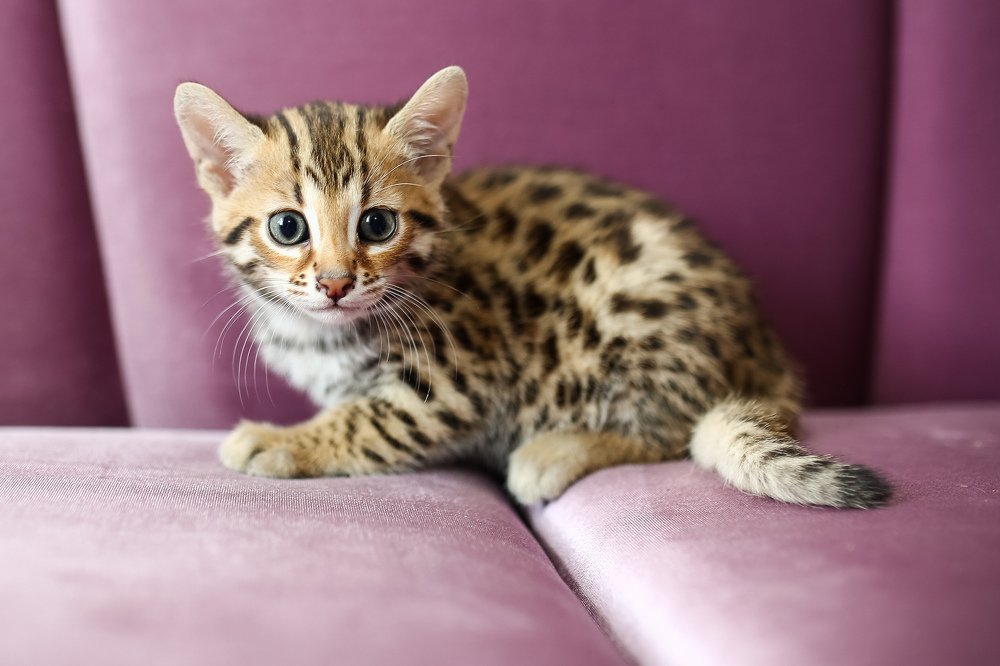 Photograph by Сергей Фомченков