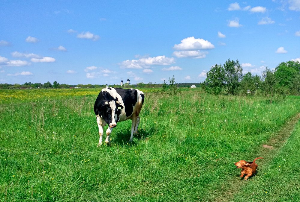 Глупость и отвага